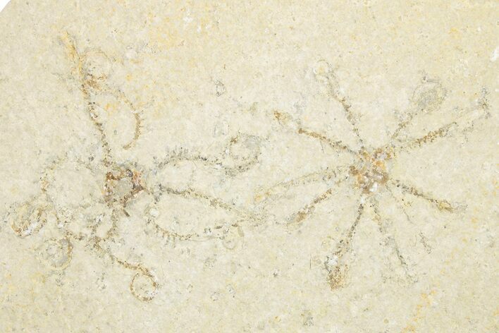 Two Floating Crinoid (Saccocoma) Fossils - Solnhofen Limestone #351012
